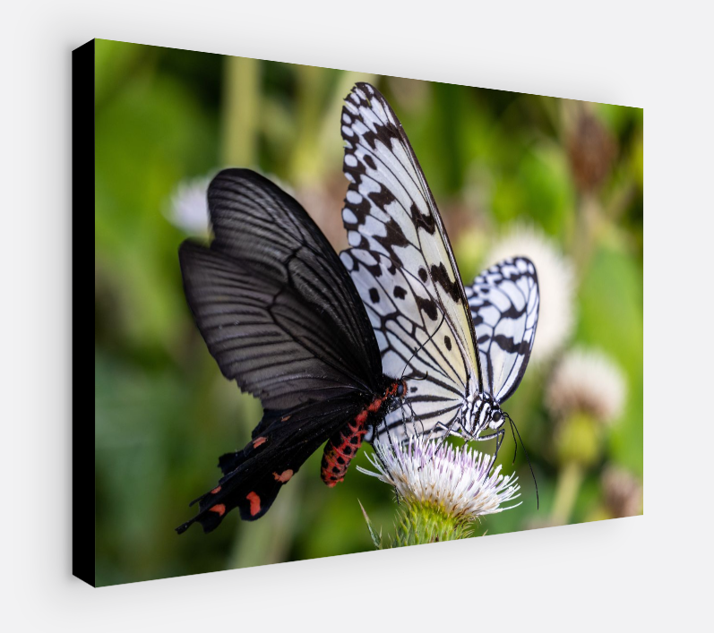 Printed canvas · High quality · Butterflies · Wall art