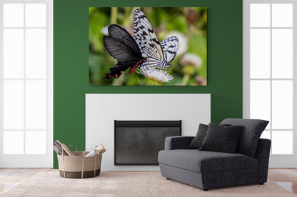 Printed canvas · High quality · Butterflies · Wall art