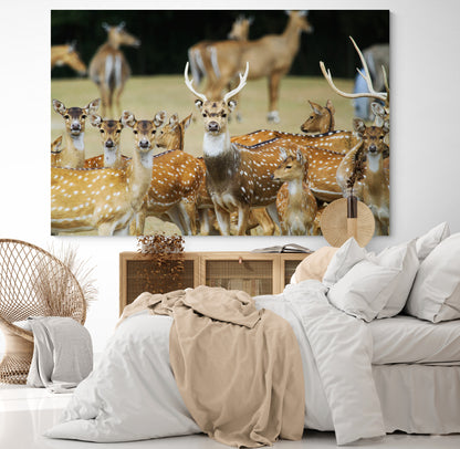 Printed canvas · High quality · Wild deer · Wall art