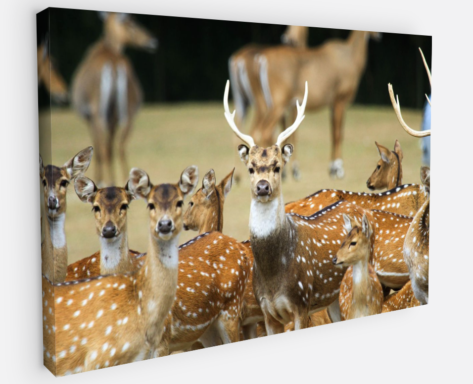 Printed canvas · High quality · Wild deer · Wall art