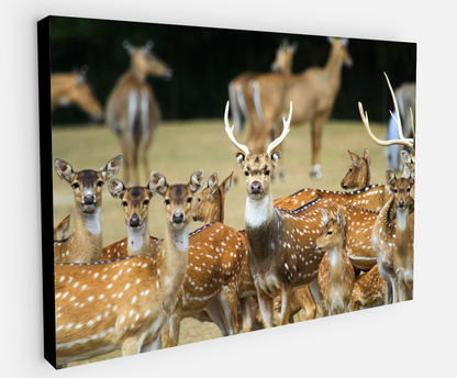 Printed canvas · High quality · Wild deer · Wall art