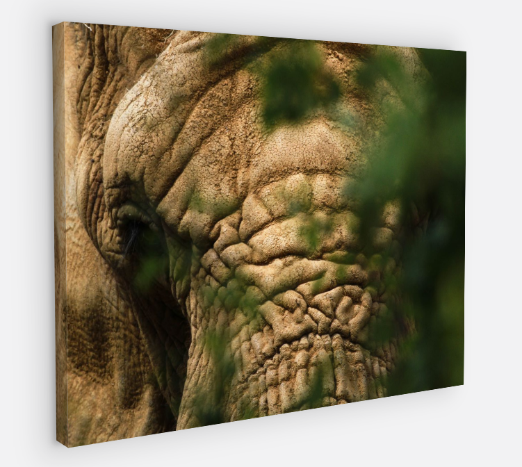 Printed canvas · High quality · Elephant · Wall art