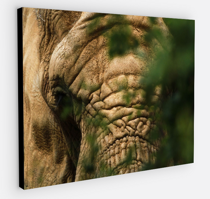 Printed canvas · High quality · Elephant · Wall art