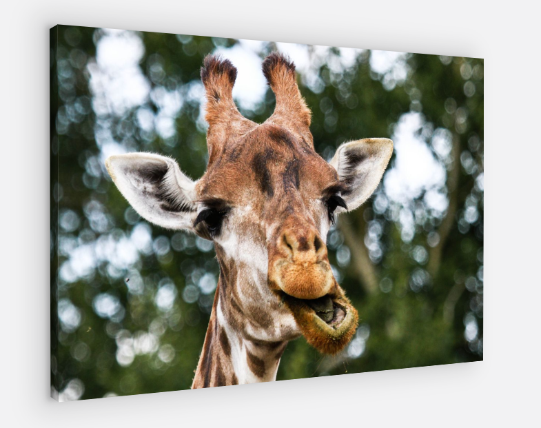 Printed canvas · High quality · Giraffe · Wall art