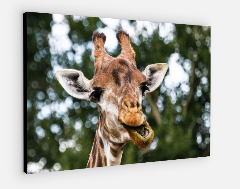 Printed canvas · High quality · Giraffe · Wall art