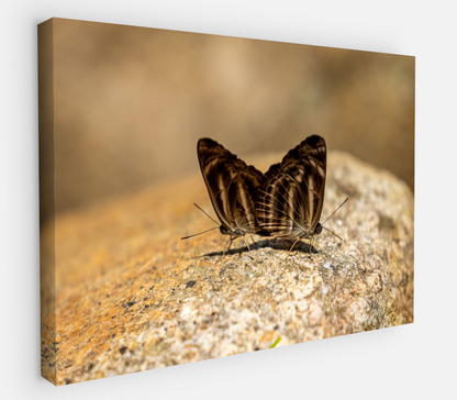 Printed canvas · High quality · Butterflies in nature · Wall art