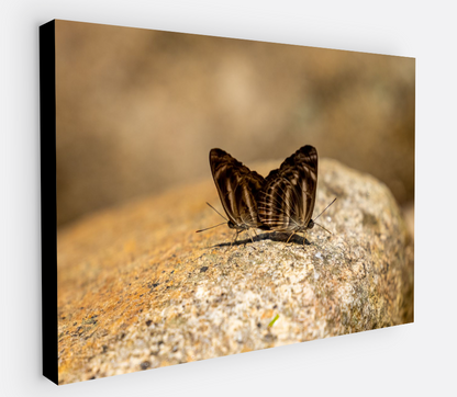 Printed canvas · High quality · Butterflies in nature · Wall art