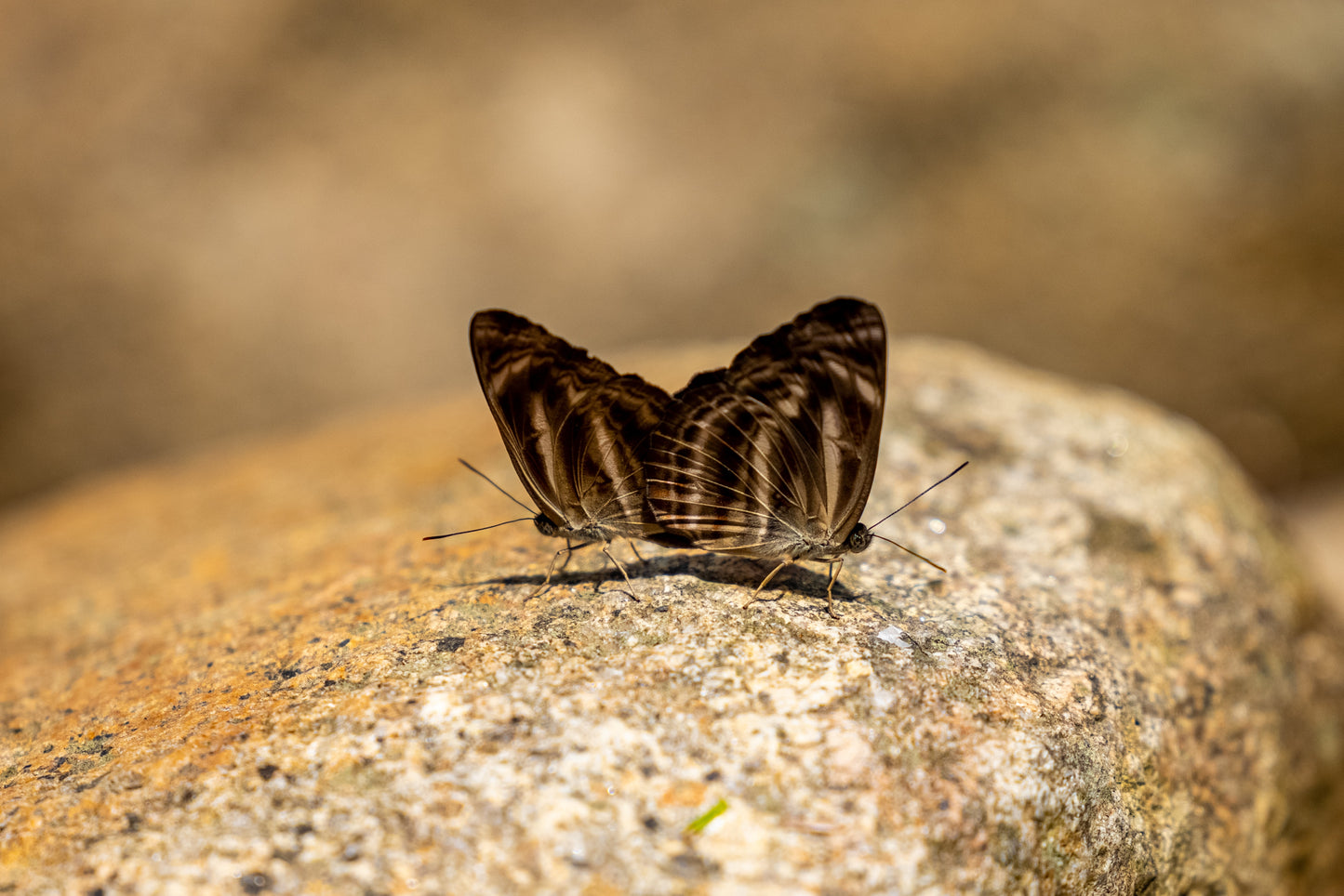 Printed canvas · High quality · Butterflies in nature · Wall art