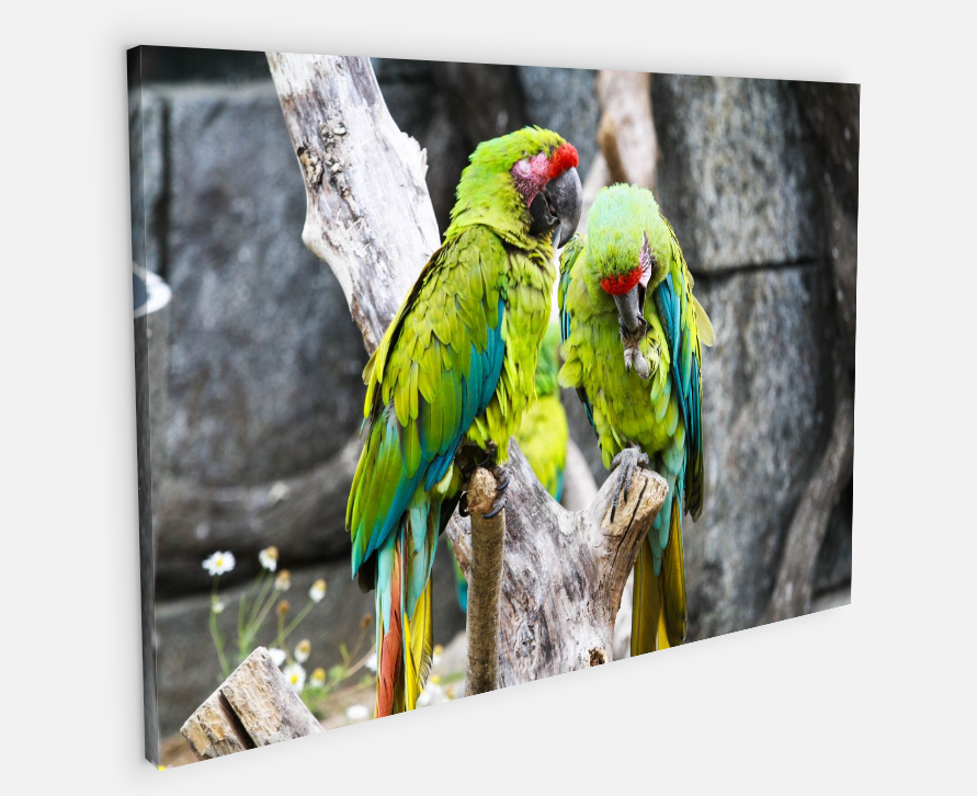 Printed canvas · High quality · Parrots · Wall art