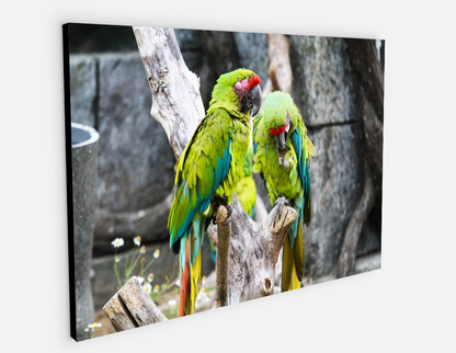 Printed canvas · High quality · Parrots · Wall art