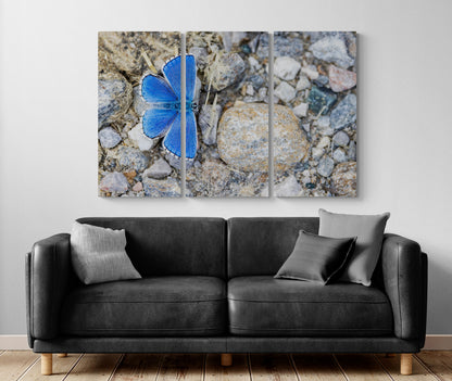 Printed canvas · High quality · Blue butterfly · Wall art