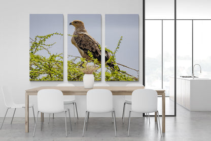 Printed canvas · High quality · Raptor · Africa · Wall art