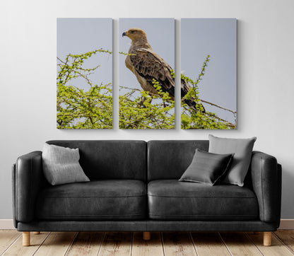 Printed canvas · High quality · Raptor · Africa · Wall art