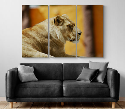 Printed canvas · High quality · Lion · Wall art