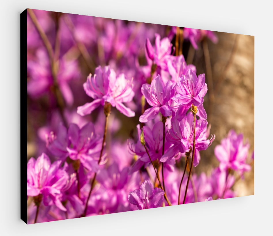 Printed canvas · High quality · Pink flowers · Wall art