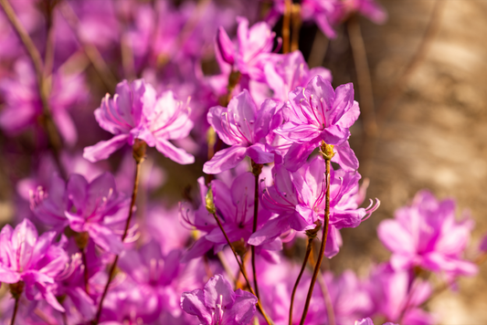 Printed canvas · High quality · Pink flowers · Wall art