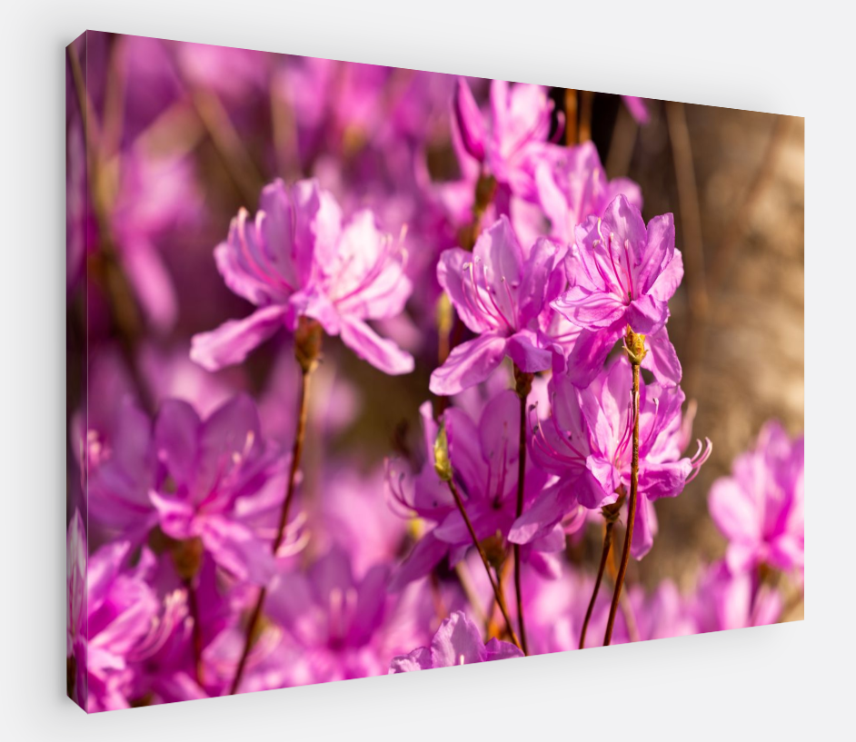 Printed canvas · High quality · Pink flowers · Wall art